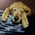 Tammy Smith's profile image