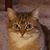 Deb Schoenike's profile image