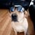 Christian Sanchez's profile image