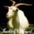 J Alan Young's profile image