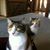 Jean Greco's profile image