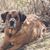 Dottie Cook's profile image