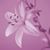 Michelle L Magario's profile image