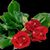 Buggea Nunzia's profile image