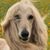Robin Varone's profile image