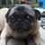 Tami Schwenk Kimball's profile image