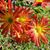 Lynn Hammelman's profile image