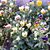 Shobha Chheda's profile image