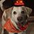 Marcia Hall Heidgerken's profile image
