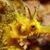 Dane Songer's profile image