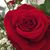 Emily Lowitz Rapp's profile image
