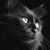 Rosanna Vassallo's profile image