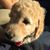 Bacon Goldendoodle's profile image