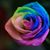 Brooke Preston's profile image