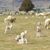 Denise McEachern Gross's profile image