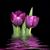 Maggie Fraire's profile image