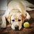 Chris Reinka's profile image