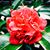 Sharon Gibson's profile image
