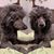 Tina Shiflett's profile image