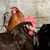 Jennifer Bunner's profile image