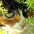 Stacey Beck Debono's profile image