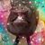 Tami Guilfoyle Westendorf's profile image