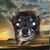 Chris Haering's profile image