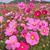 Sheryl Yates Walk's profile image