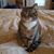 Joy Olson's profile image