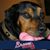 Daniel Ashley Hobbs's profile image