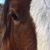 Lori Gonacha's profile image