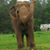 Diane McDonnell's profile image