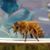 Tina Meyer's profile image
