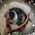 Rachael David's profile image