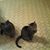Shelly Hardtke-Hopfensperger's profile image