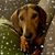 Jackie S Rutti's profile image