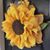 Judy Irvin's profile image