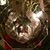 Christine Henchar Reed's profile image