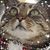 Lori J Ryan's profile image