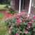 Nelson Purvis's profile image