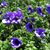 Patricia Platt's profile image