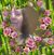 Rosa Armenta's profile image