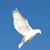 Whitewings Gulfwinds's profile image