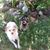 Janet McBride LaNuevo Bales's profile image