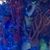 Bonnie Dennis Sponsler's profile image