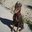 John Taglairino's profile image