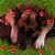 Bobbie Cheney Atkinson's profile image