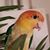 Dilly Pickles's profile image