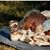Khoury Hickman's profile image