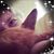 Leslie Ross's profile image